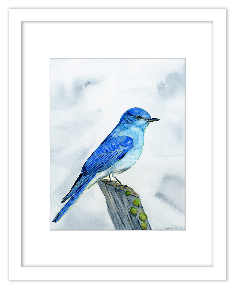 Mountain Blue Bird - Framed Original Watercolor Painting