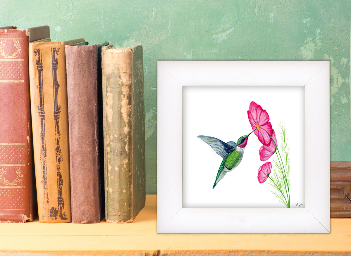 Hummingbird with Cosmos Flower - Framed Fine Art Print - The Hummingbird Series