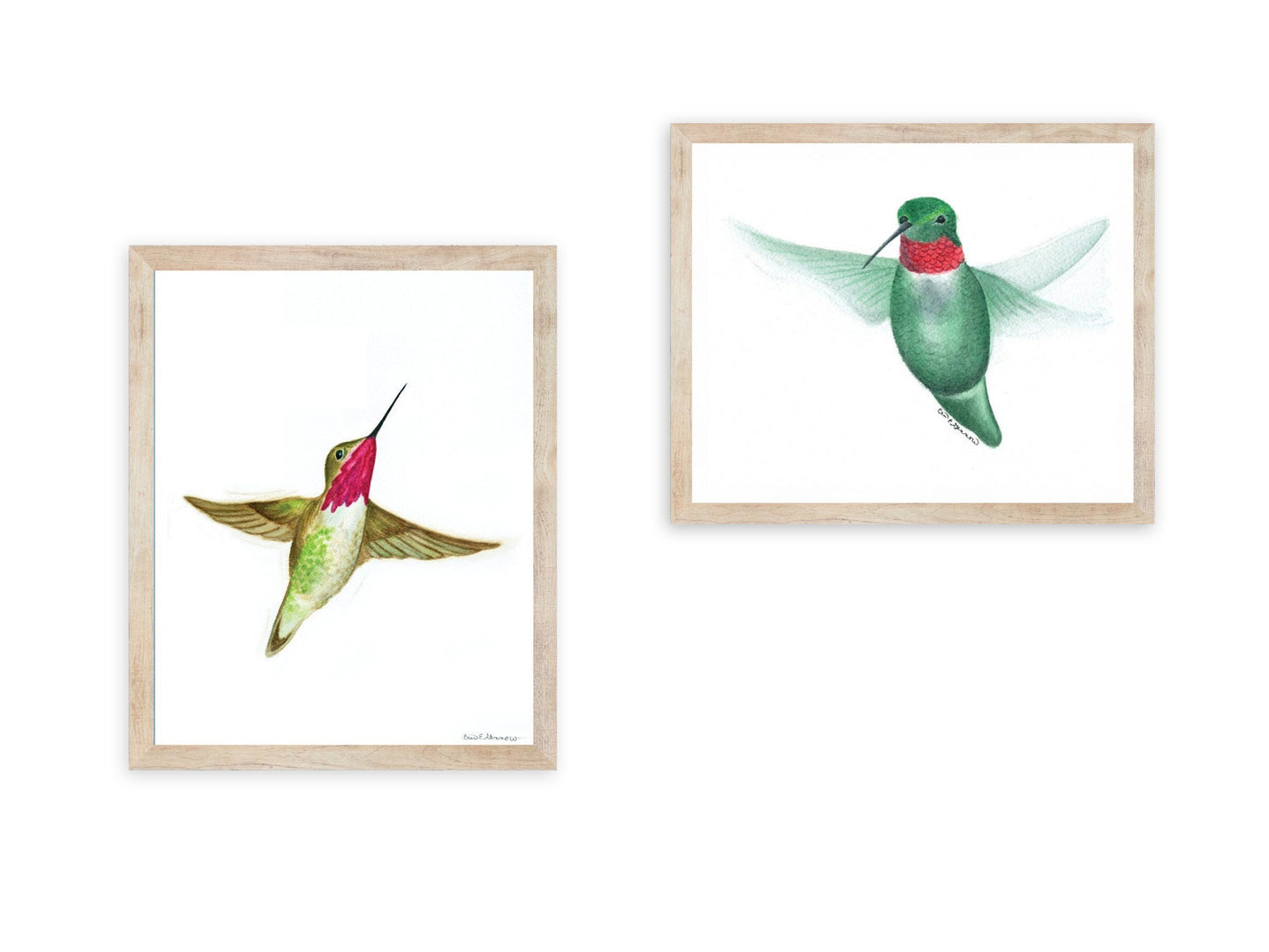 Hummingbird Flying - Fine Art Print - The Hummingbird Series