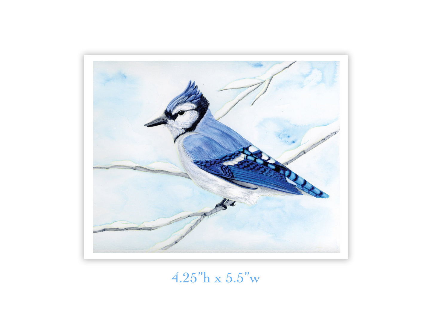 Blue Jay - Mini Fine Art Print with Walnut Display Stand