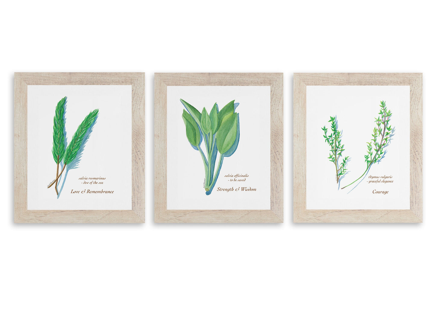 Sage - Fine Art Print - Culinary Herb Series