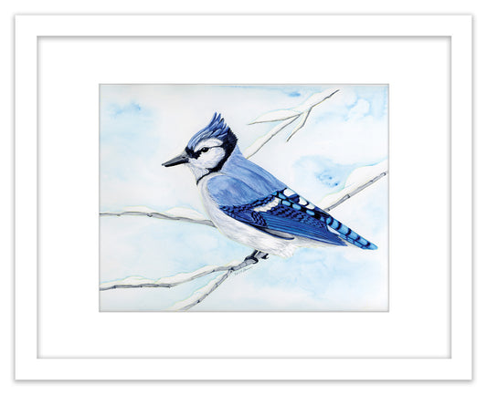 Winter Blue Jay - Framed Original Watercolor Painting