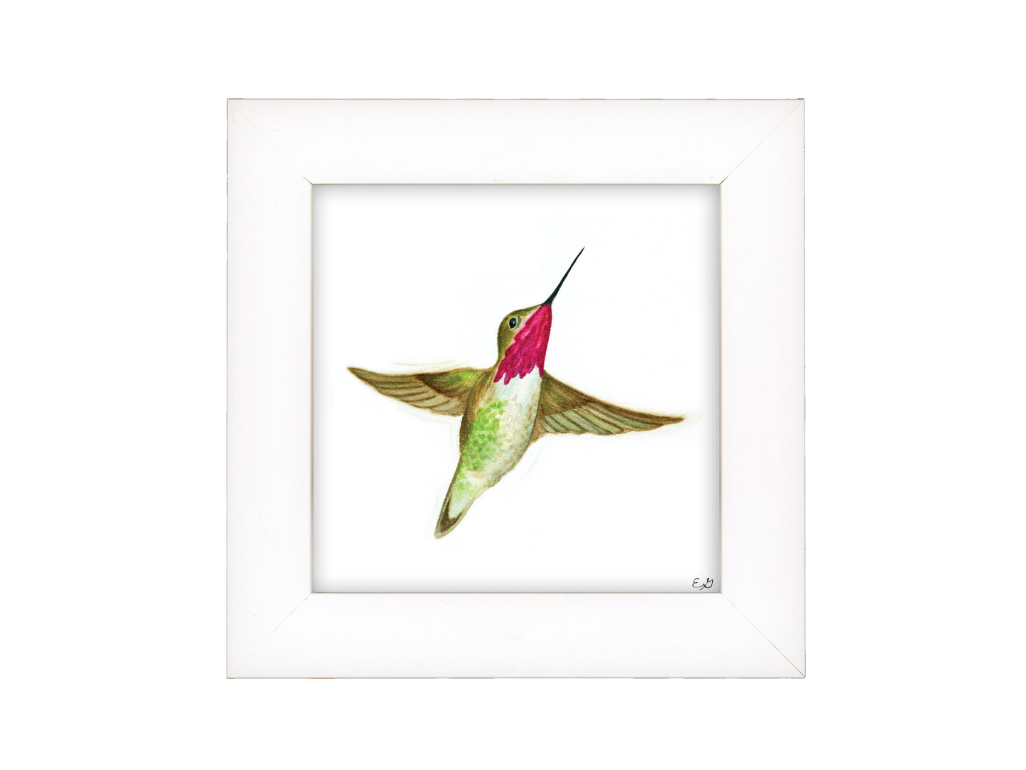 Hummingbird Flying - Framed Fine Art Print - The Hummingbird Series