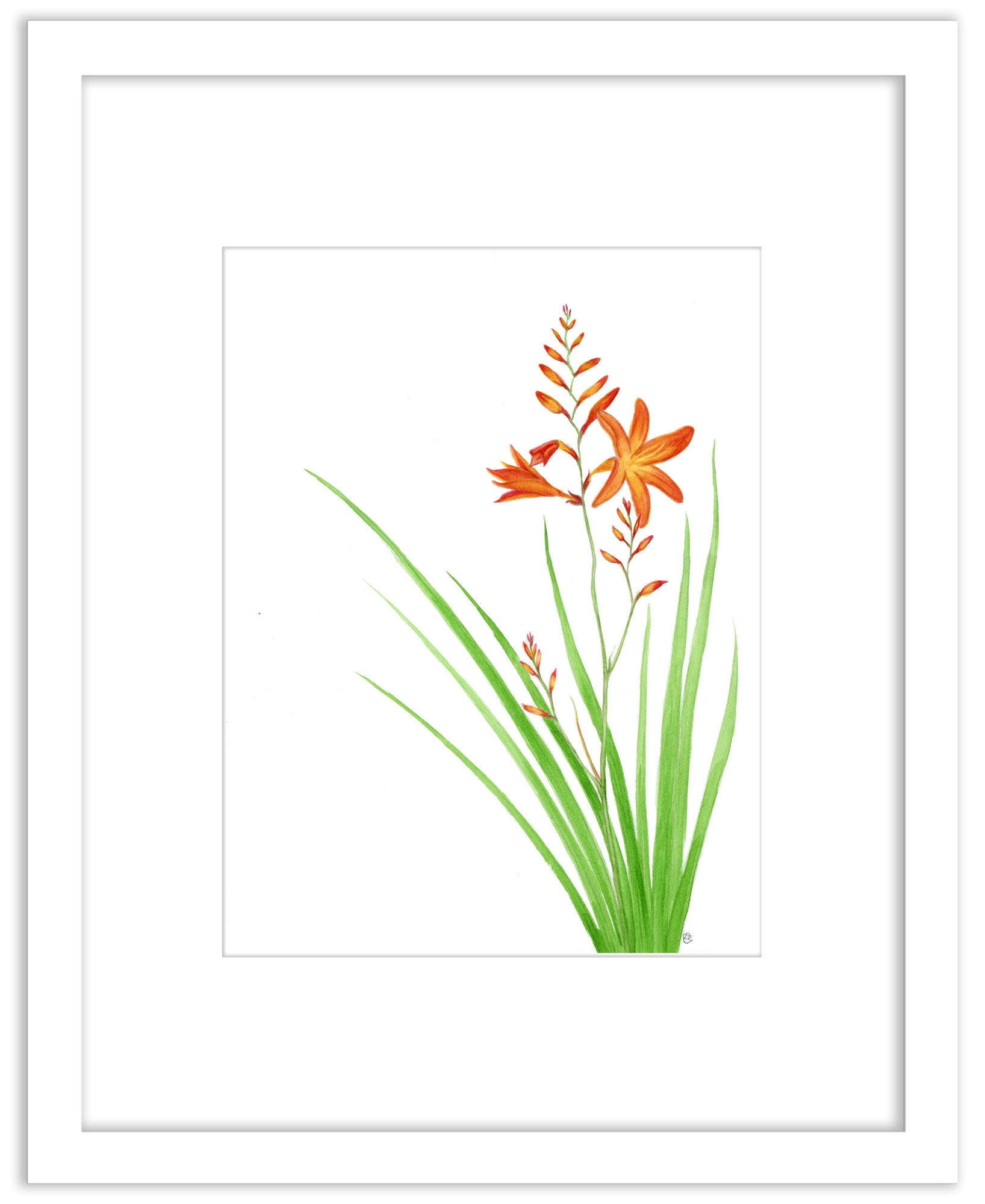 Crocosmia - Framed Original Watercolor Painting
