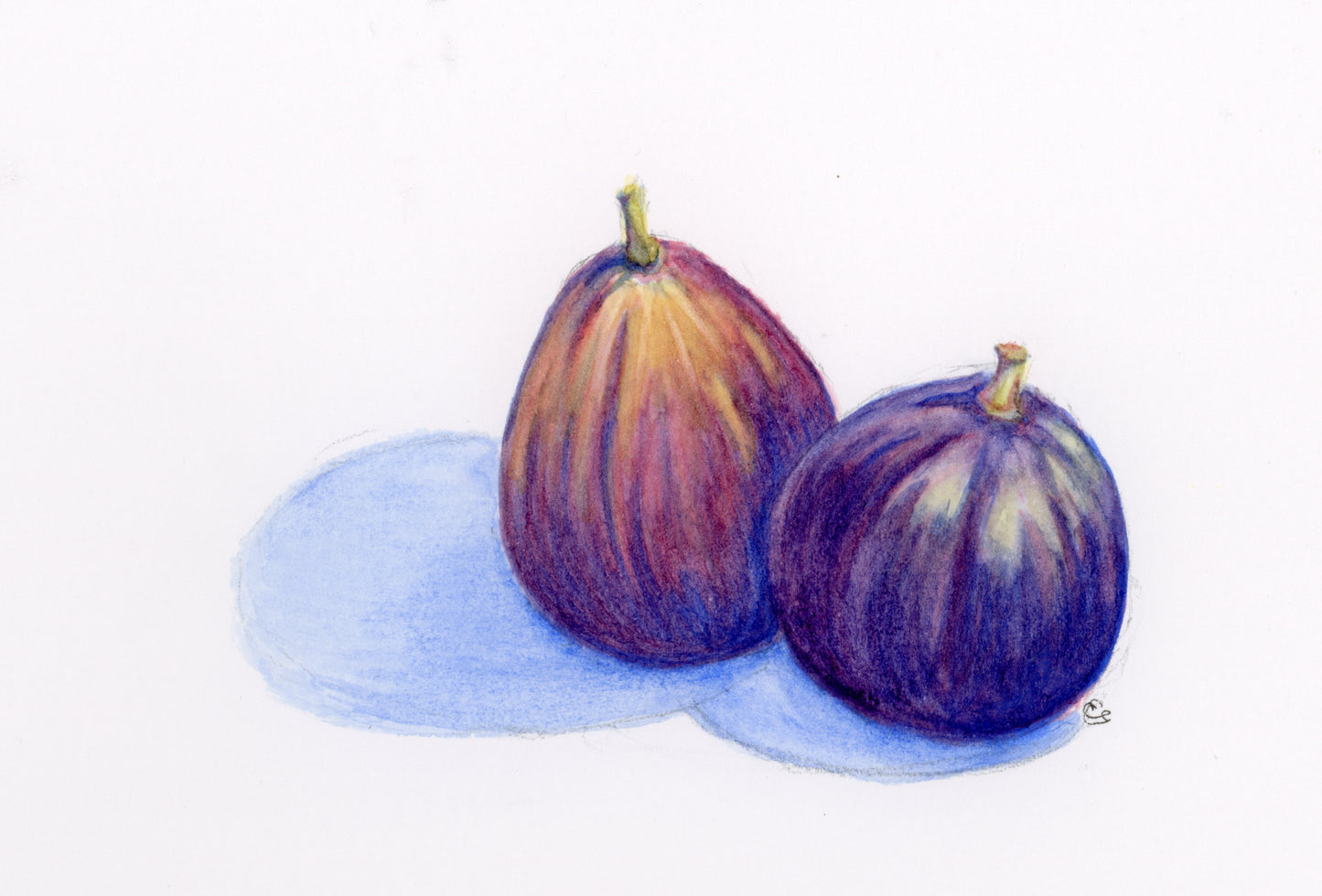 Watercolor painting of two ripe figs with soft blue cast shadows, the subject of the Sip and Paint workshop at Kasten Family Wines