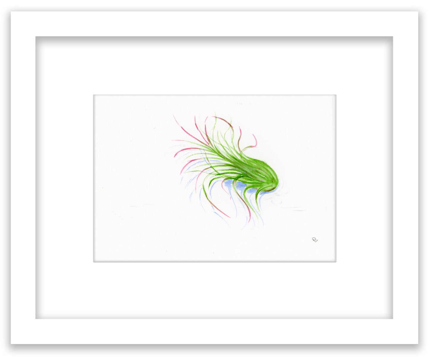Tillandsia Sketch - Framed Original Watercolor Painting