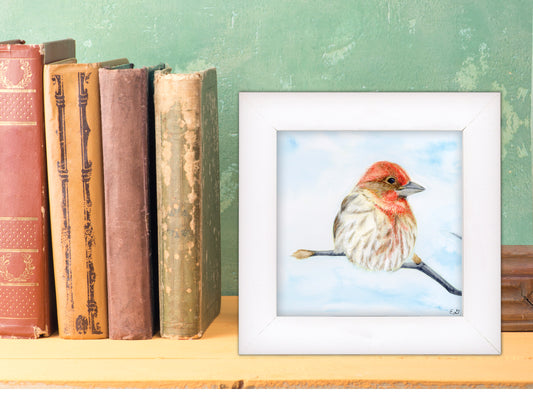 House Finch - Framed Fine Art Print