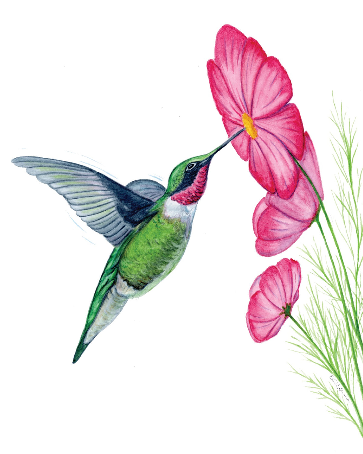 Watercolor painting of a ruby-throated hummingbird sipping from a pink cosmos flower