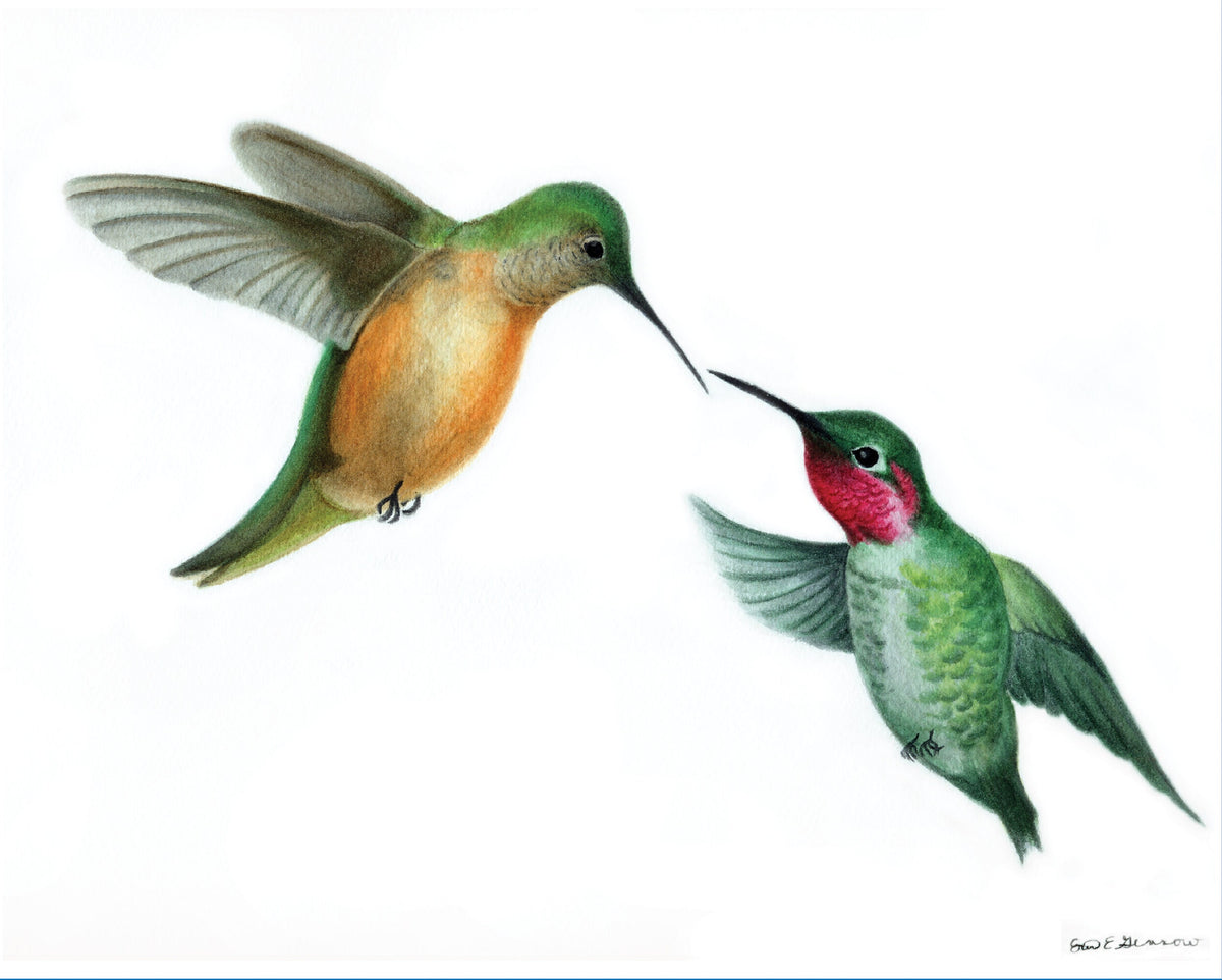 Two Humming Bird Hummingbirds Together - Fine Art Print - The Hummingbird Series – Shop ...