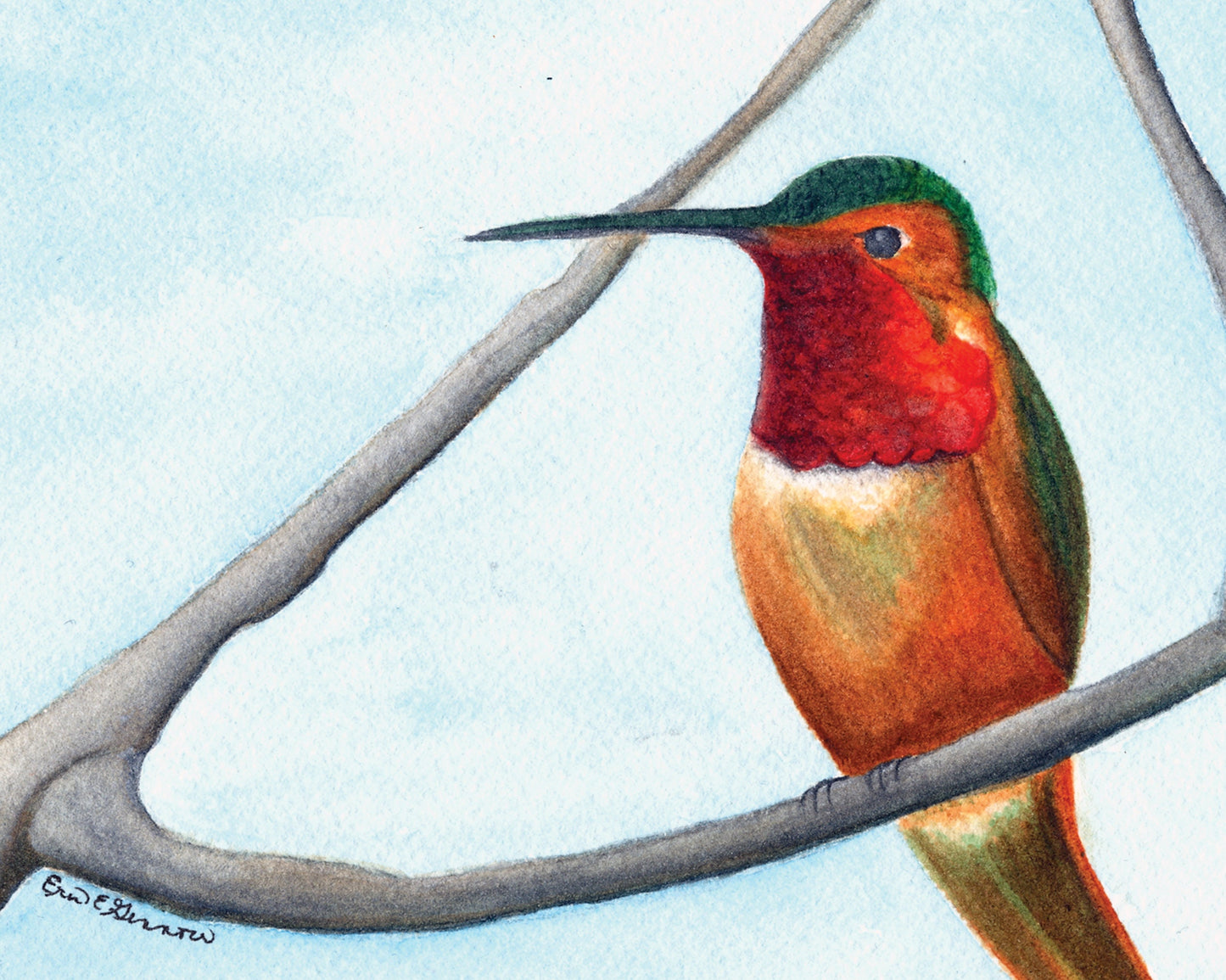 Hummingbird Sitting - Fine Art Print - The Hummingbird Series