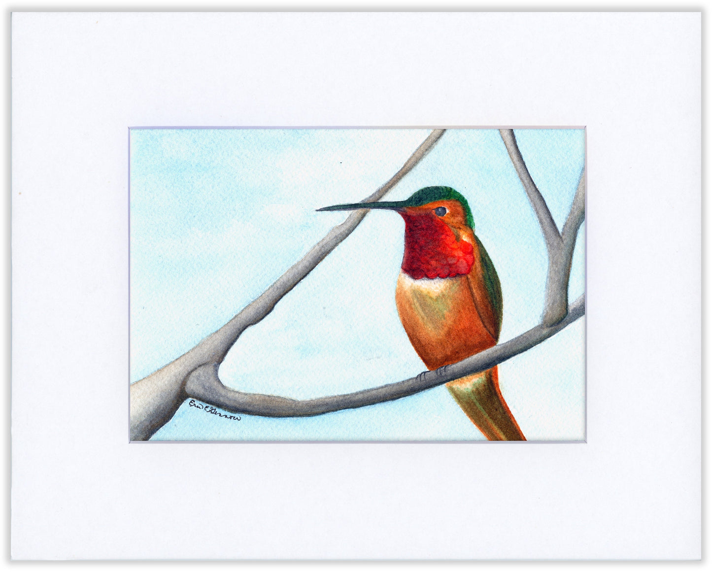 Hummingbird Sitting - Fine Art Print - The Hummingbird Series