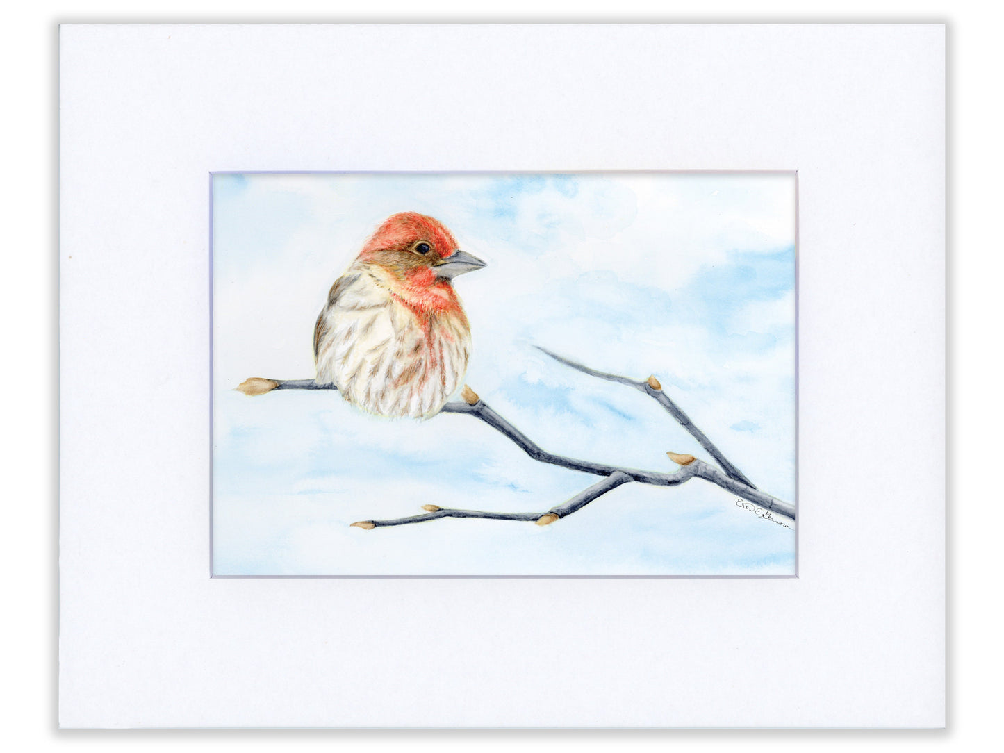 House Finch - Fine Art Print - Winter Woodland Animals Series