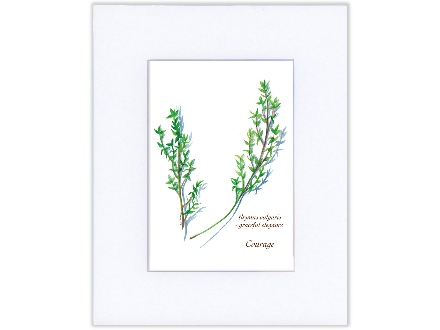 Thyme - Fine Art Print - Culinary Herb Series