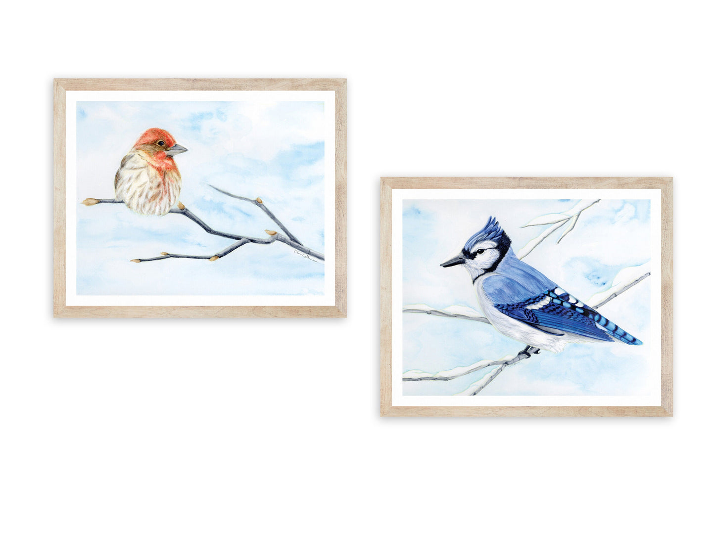 House Finch - Fine Art Print - Winter Woodland Animals Series