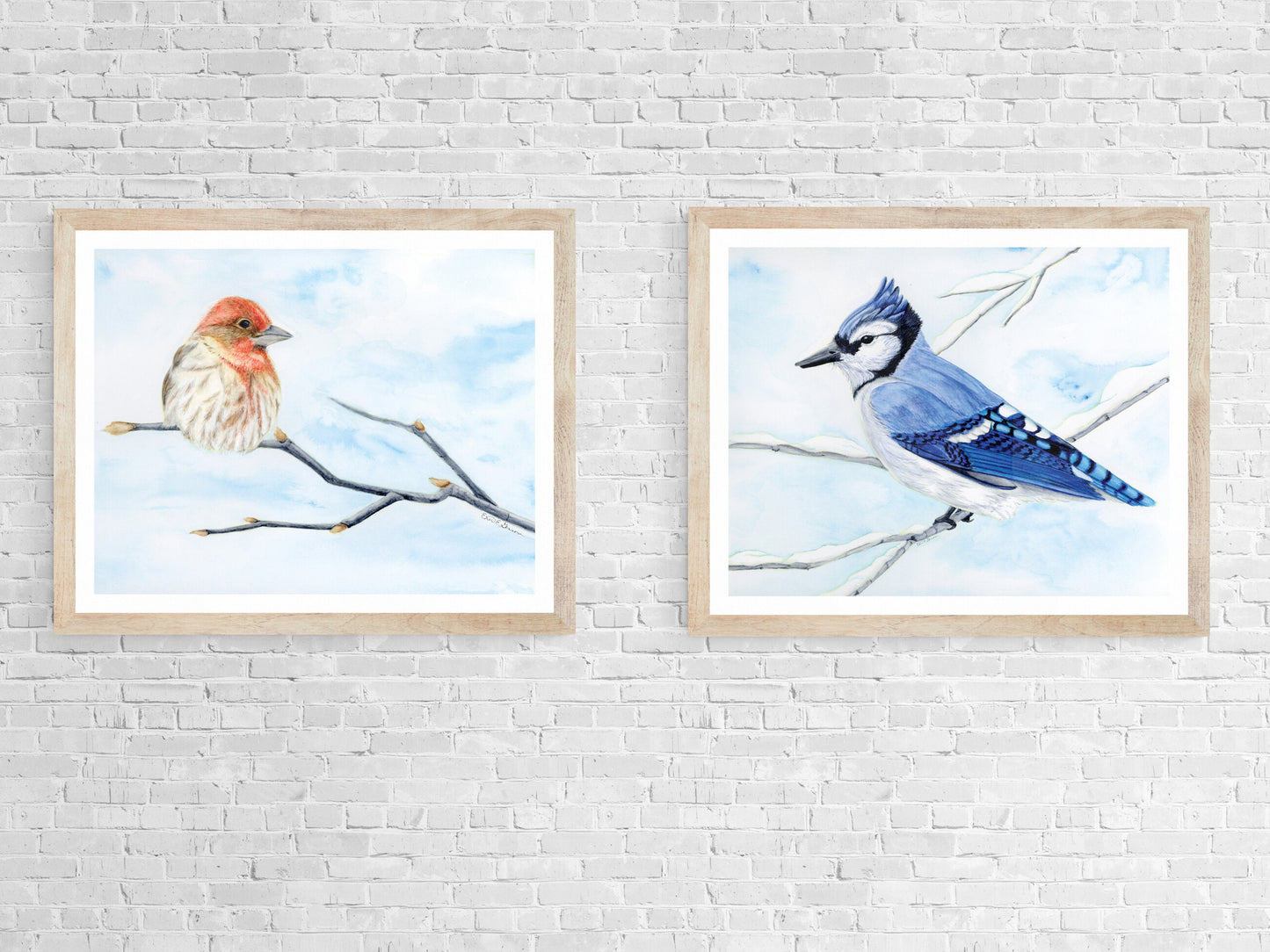 House Finch - Fine Art Print - Winter Woodland Animals Series