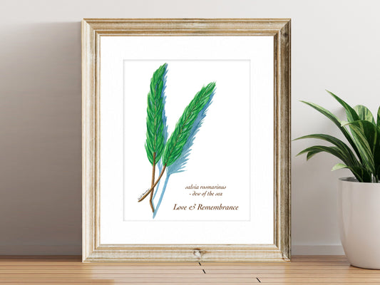Rosemary - Fine Art Print - Culinary Herb Series