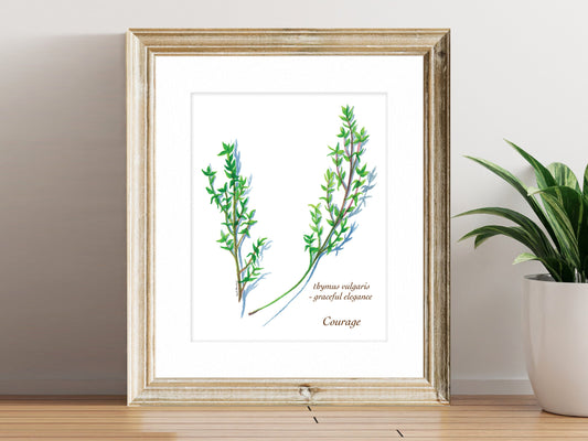 Thyme - Fine Art Print - Culinary Herb Series
