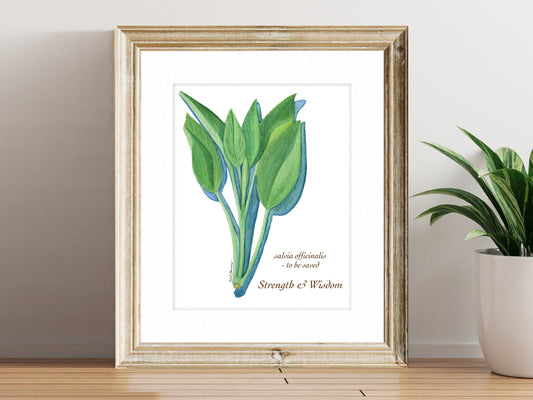 Sage - Fine Art Print - Culinary Herb Series