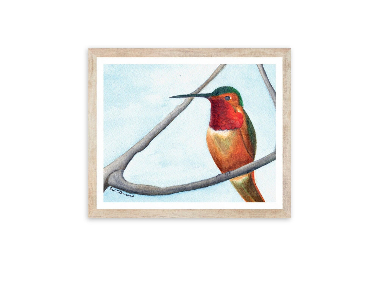 Hummingbird Sitting - Fine Art Print - The Hummingbird Series