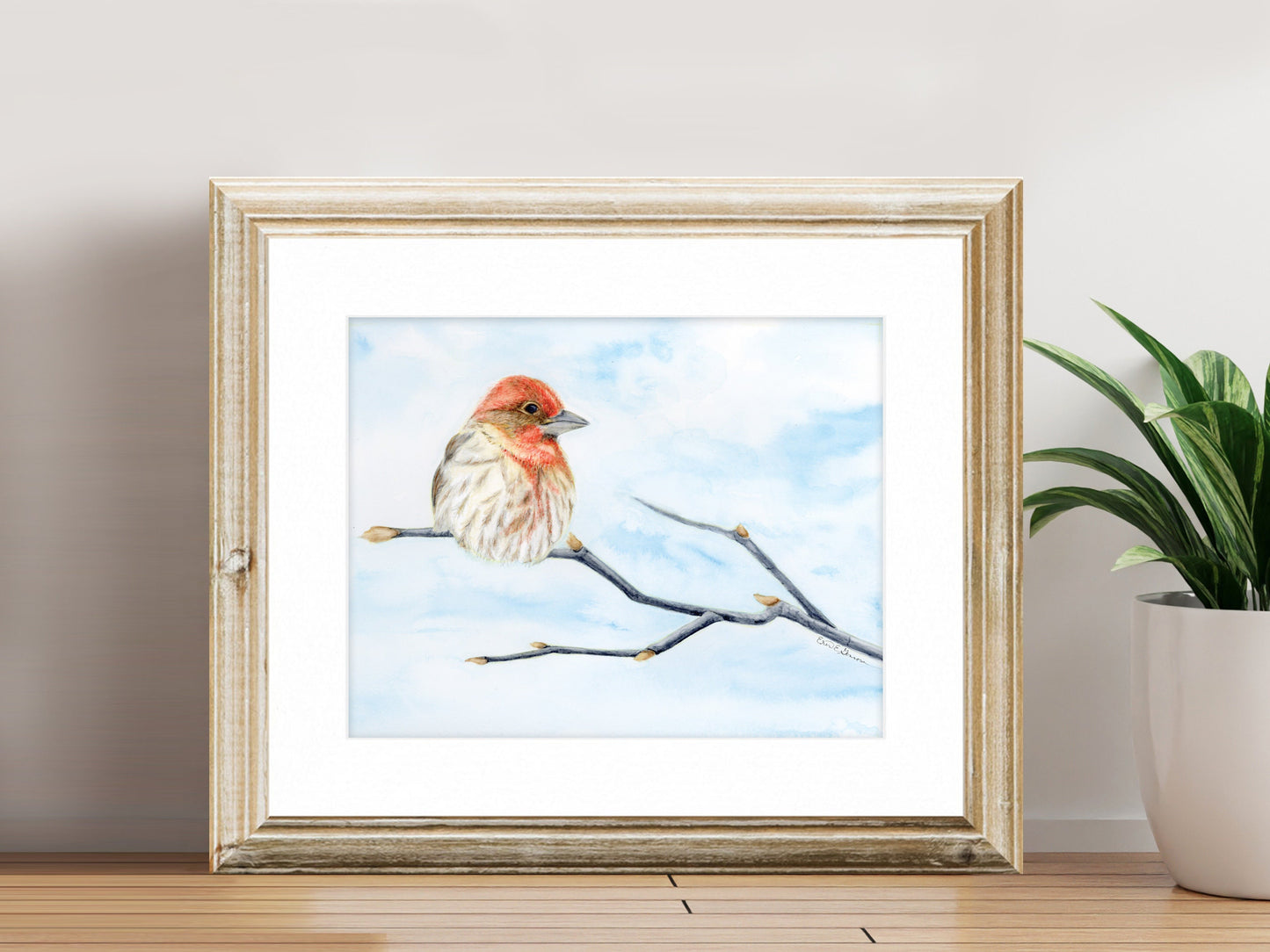 House Finch - Fine Art Print - Winter Woodland Animals Series