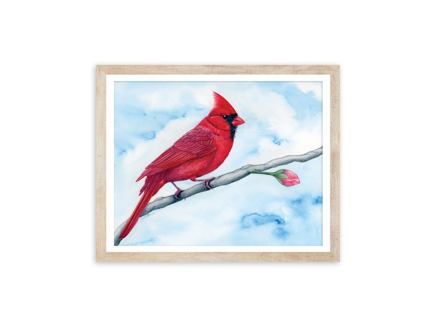 Cardinal - Fine Art Print - The Spring Series